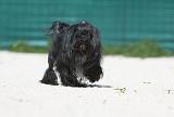 PETIT CHIEN LION 186